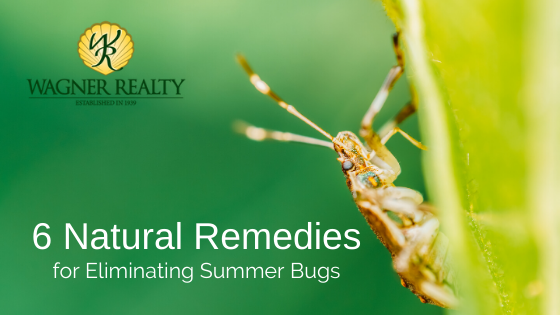 Summer Pest Removal